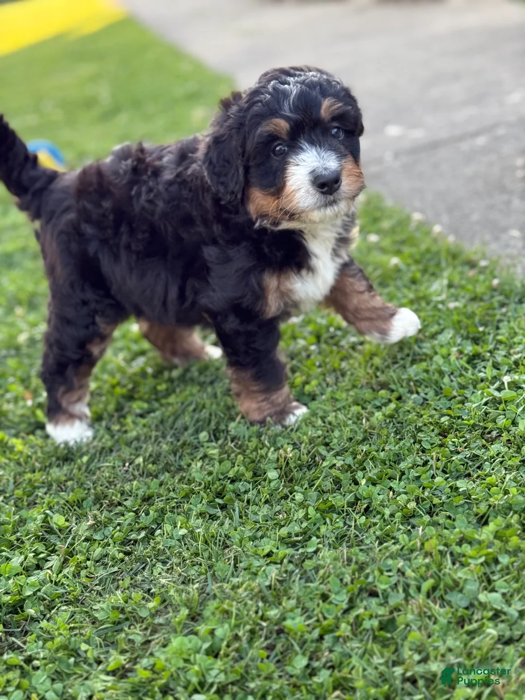 Mini Bernedoodle dogs for sale: Trek - Ad 2