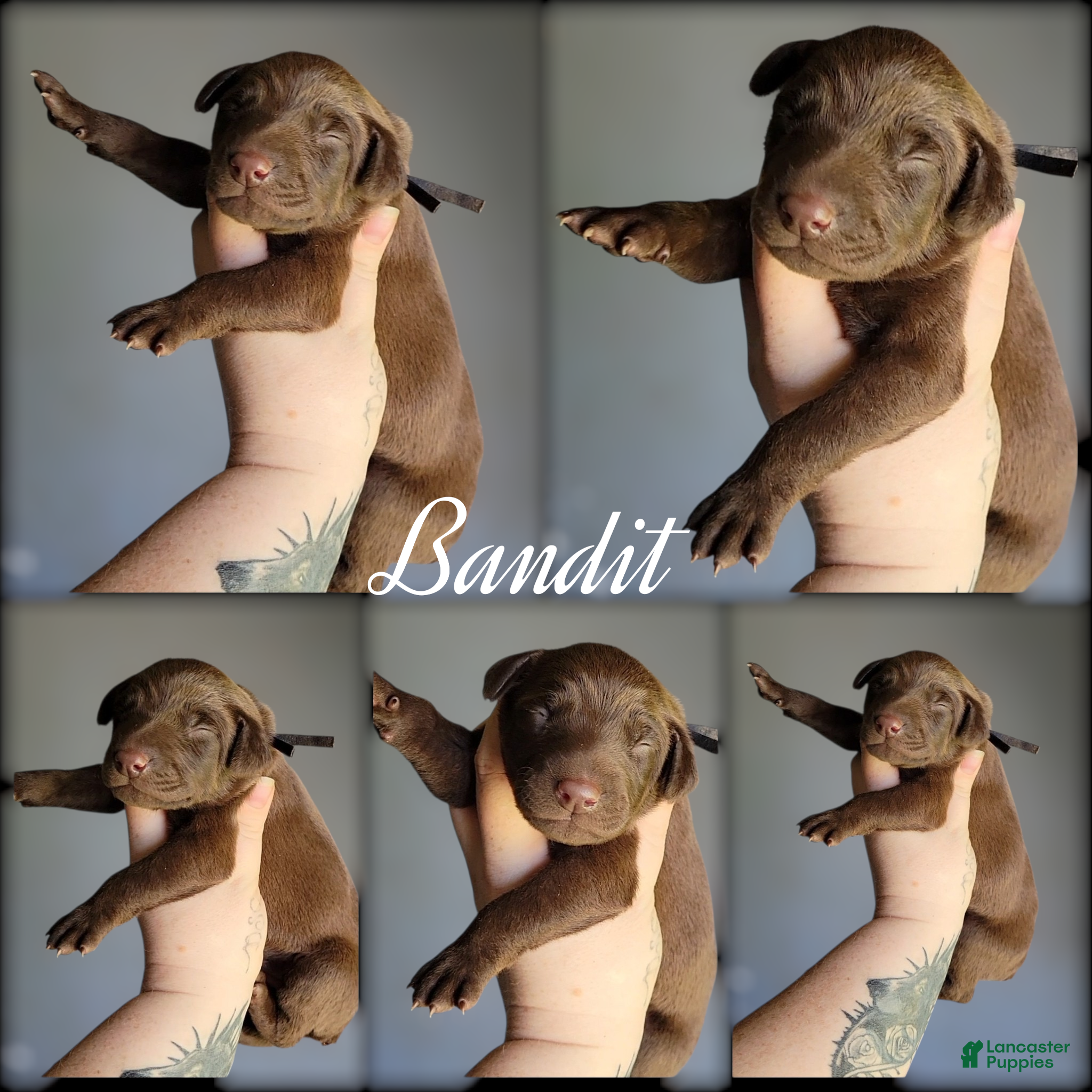 Doberman Pinscher dogs Doberman Pinscher Puppy 1 - Ad 2