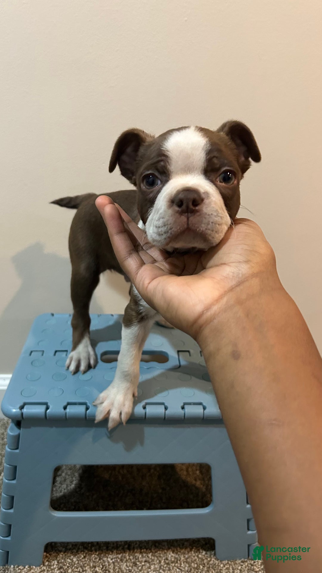 Boston Terrier dogs for sale: Bino - Ad 1