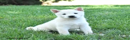 Shiba Inu dogs for sale: Glacier - Ad 1