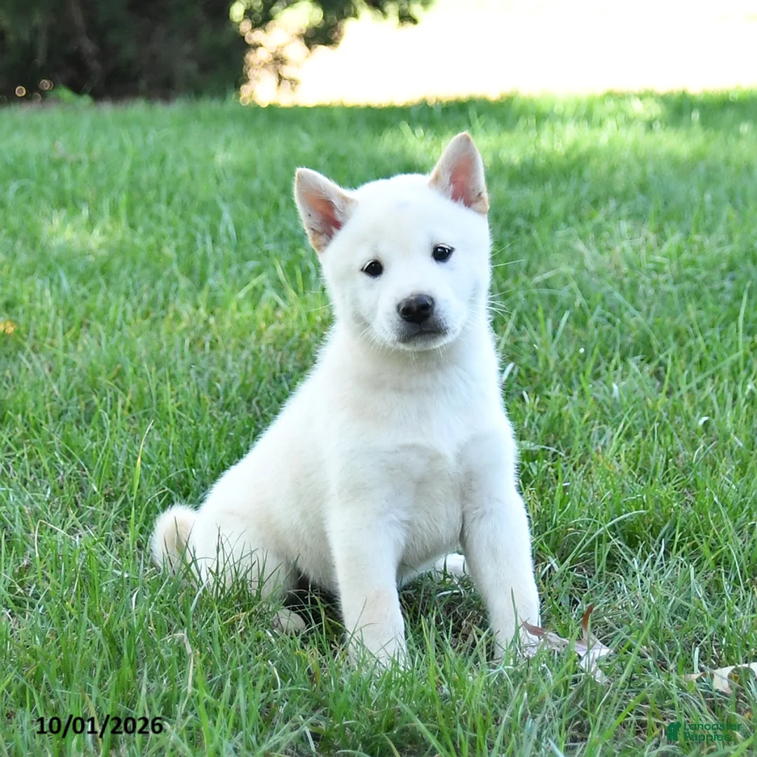 Shiba Inu dogs for sale: Glacier - Ad 1