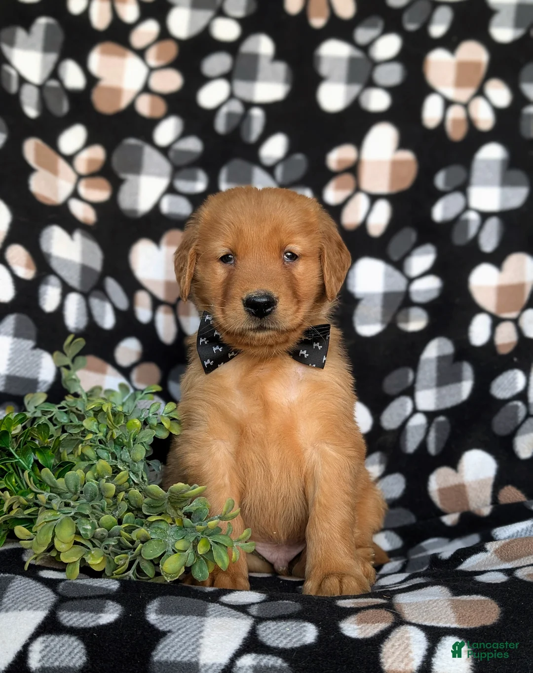 Golden Retriever dogs for sale: Kinsley - Ad 1