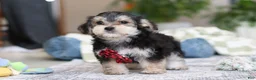 Morkie dogs for sale: Benson - Ad 4