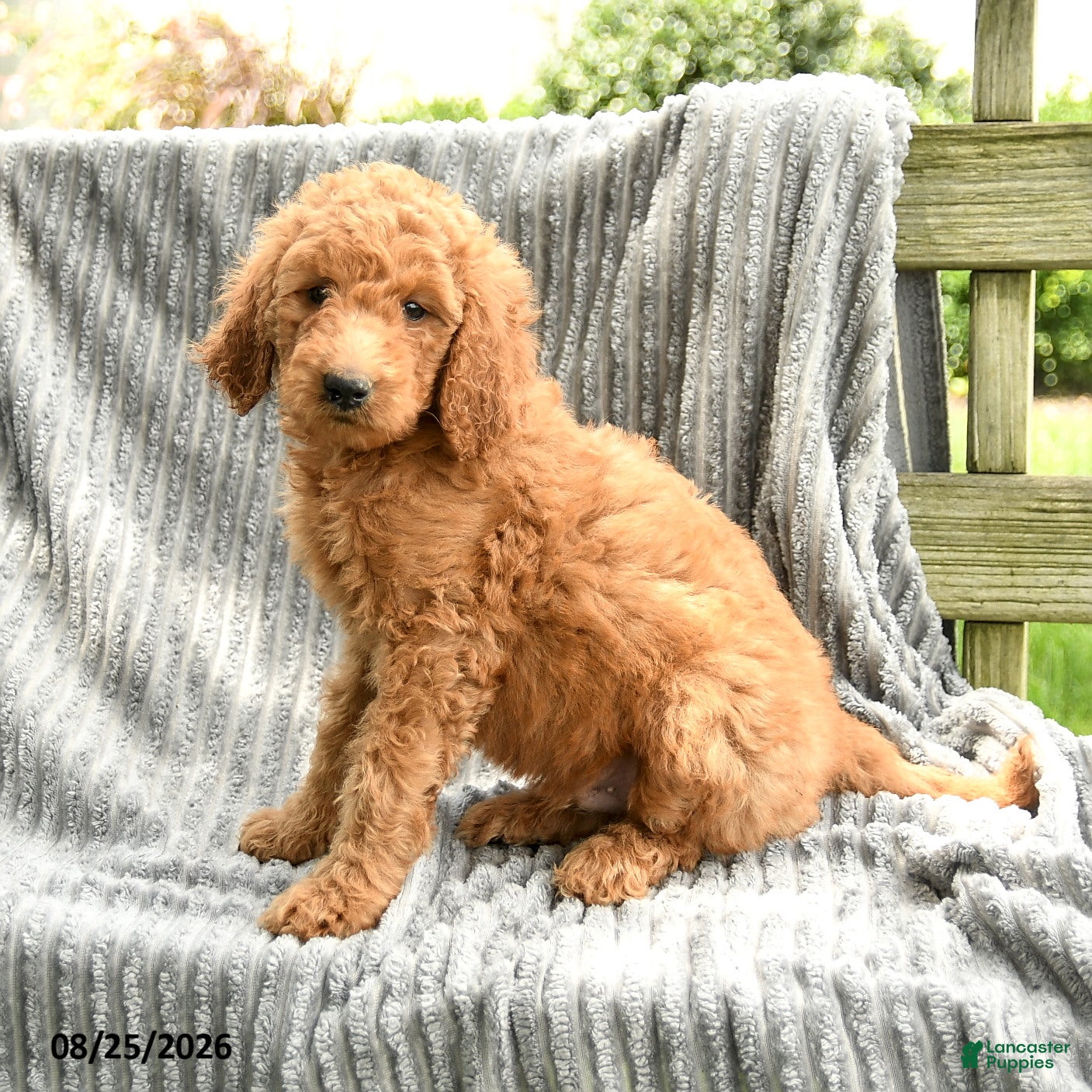 Goldendoodle dogs Frankie - Ad 1