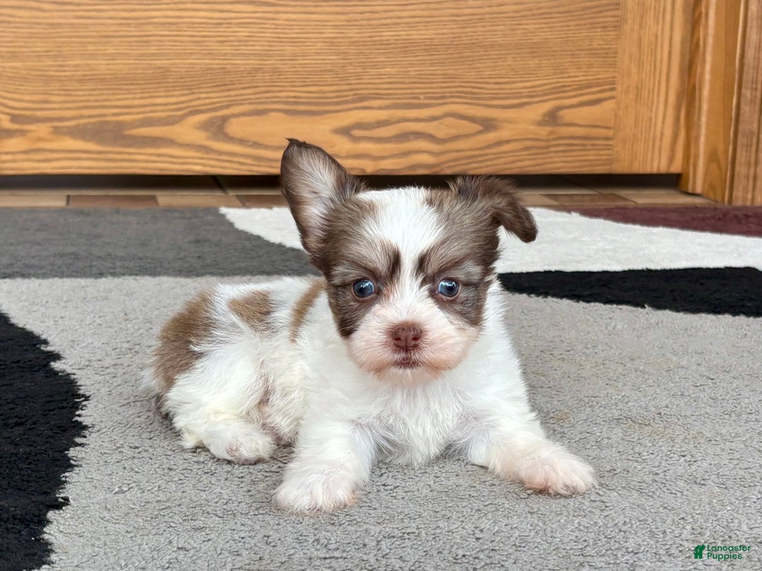 Coton De Tulear dogs for sale: Rita - Ad 9
