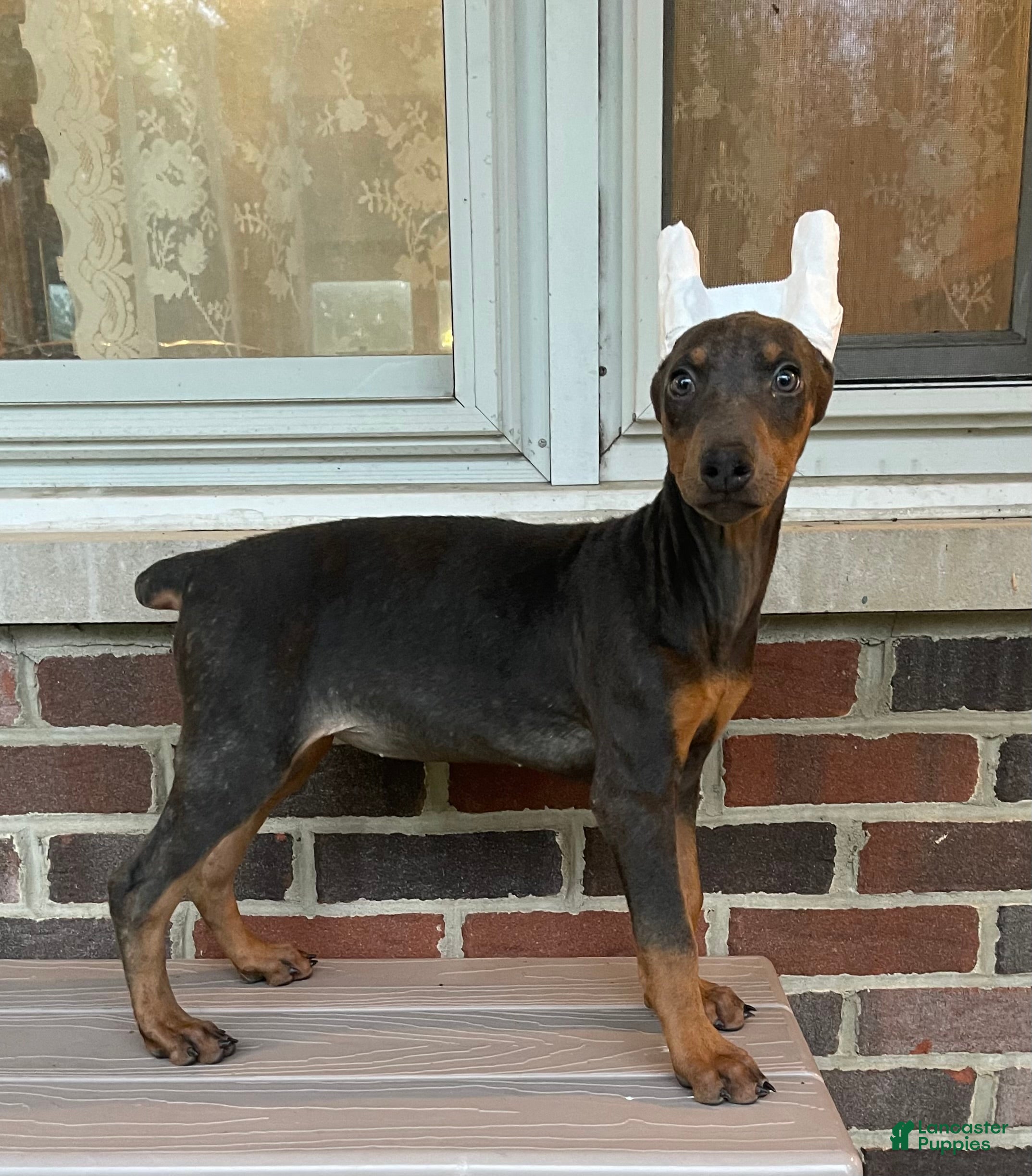 Doberman Pinscher dogs Pheonix - Ad 1