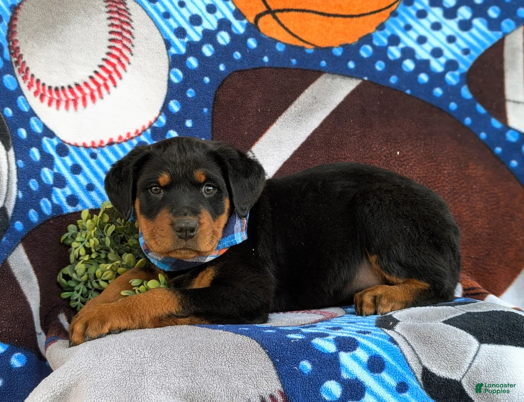 Rottweiler dogs for sale: Bryant - Ad 7
