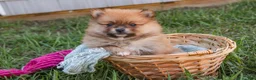 Pomeranian dogs for sale: Bingo Pomeranian  - Ad 5