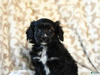 Cavapoo dogs Coco - Ad 8