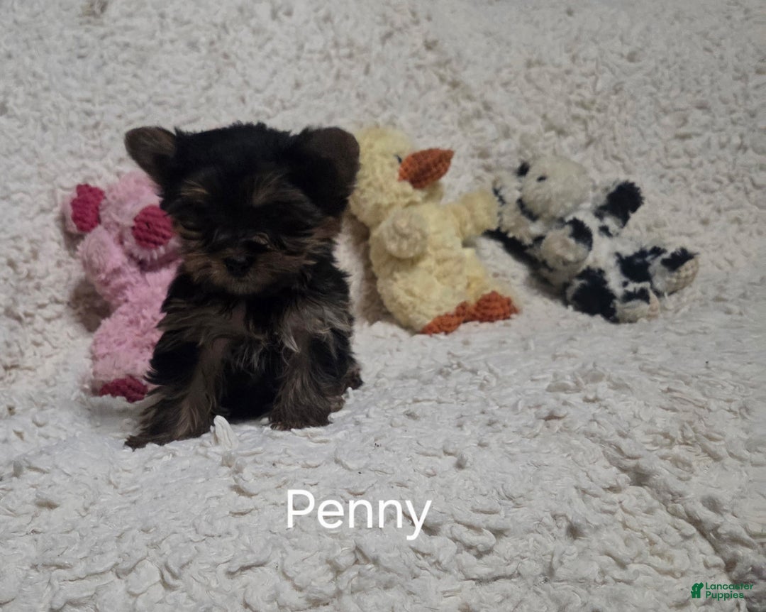 Yorkshire Terrier dogs for sale: Penny - Ad 5