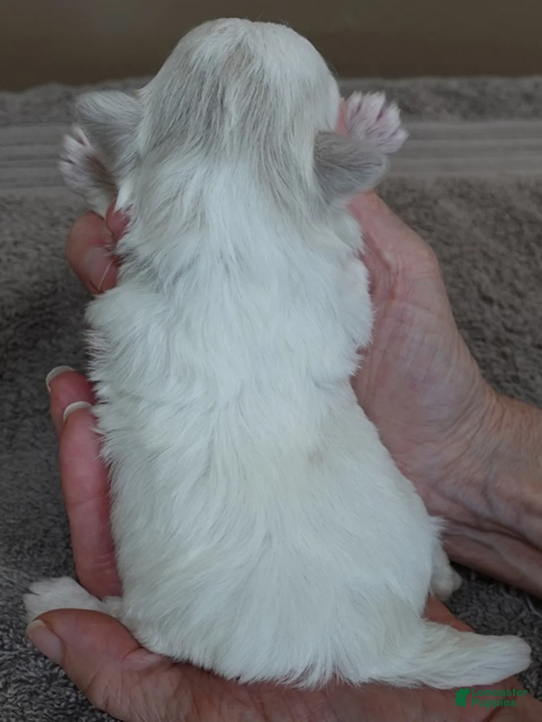 Maltese dogs for sale: Indi girl - Ad 2