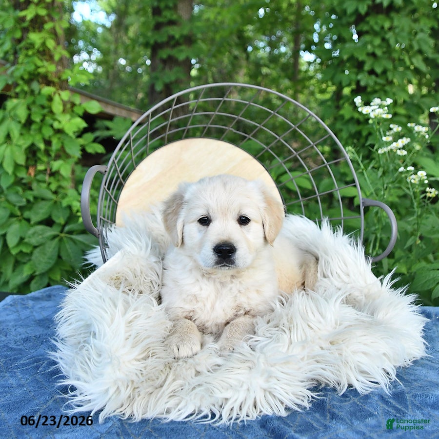 Golden Retriever dogs Fred - Ad 2
