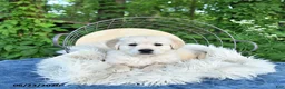 Golden Retriever dogs for sale: Fred - Ad 2
