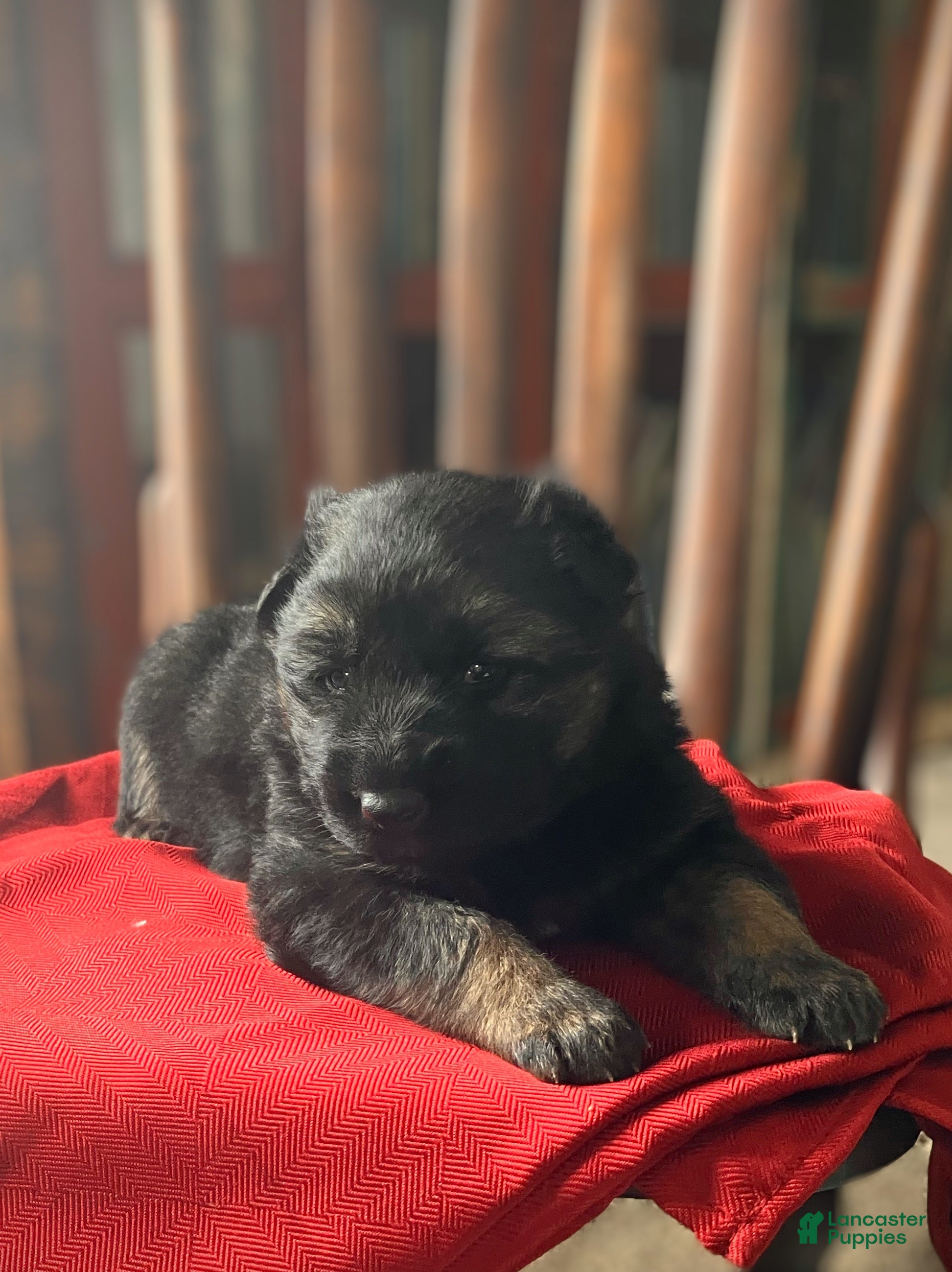 German Shepherd dogs ♥️BIG KNIGHT ♥️ - Ad 2