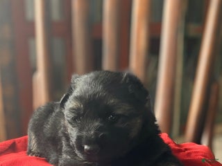 German Shepherd dogs ♥️BIG KNIGHT ♥️ - Ad 20