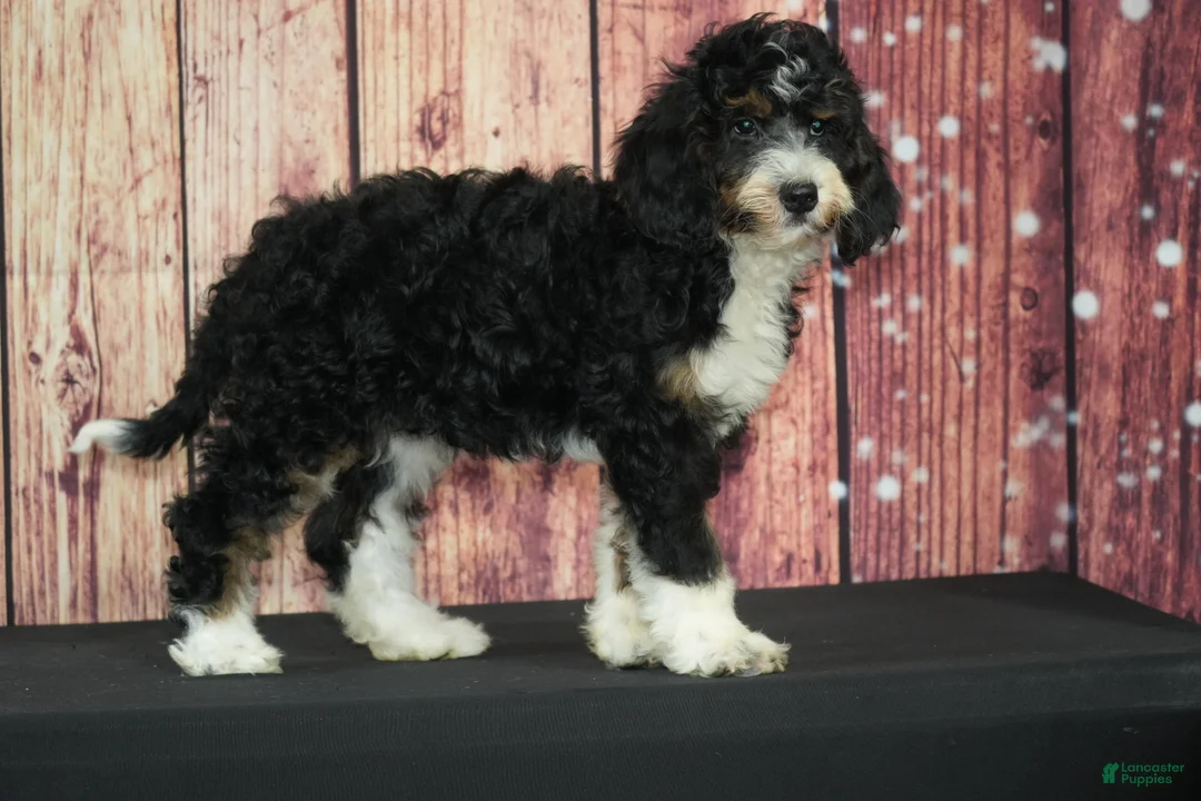 Bernedoodle dogs for sale: Spring - Ad 2