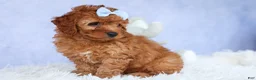 Cavapoo dogs for sale: TYSON - Ad 16