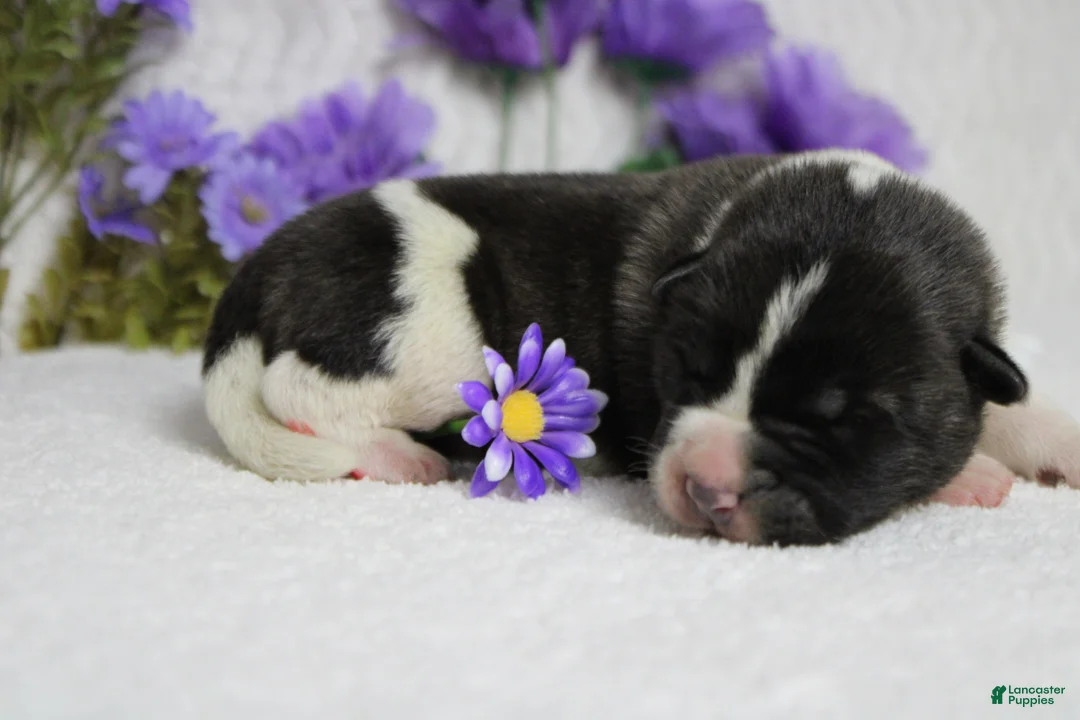 Akita dogs for sale: Jonathon  - Ad 2