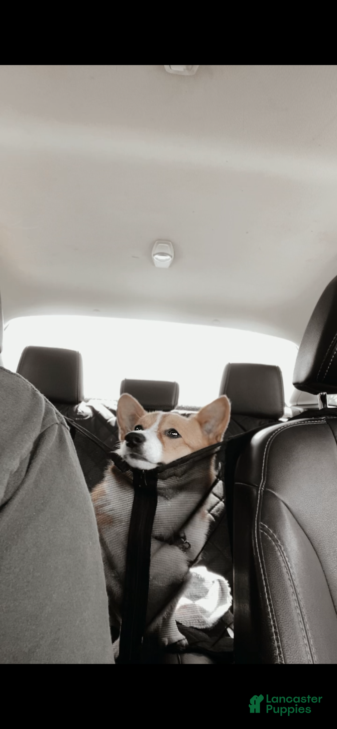 Welsh Corgi Pembroke dogs for sale: Kylo - Ad 5