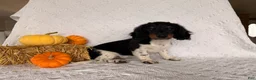 Miniature Dachshund dogs for sale: Texan  - Ad 1