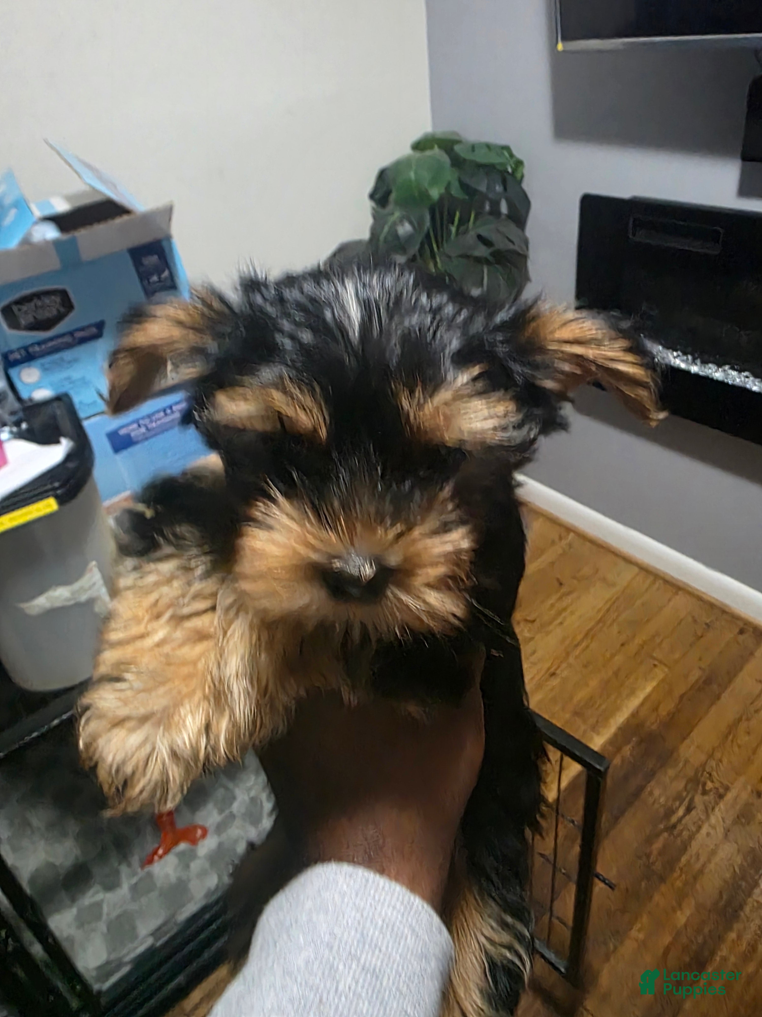 Yorkshire Terrier dogs for sale: Yorkshire Terrier 5 - Ad 2