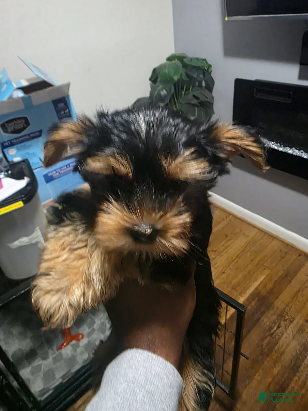 Yorkshire Terrier dogs for sale: Yorkshire Terrier 5 - Ad 1
