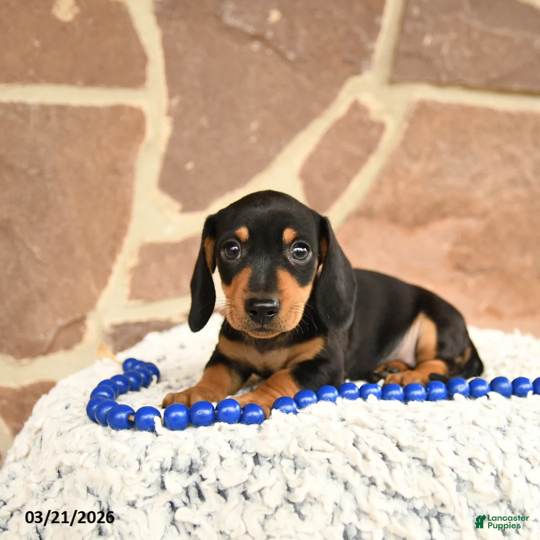Miniature Dachshund dogs for sale: Digger - Ad 2