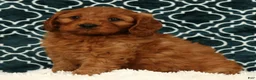 Cavapoo dogs for sale: Bruce - Ad 4
