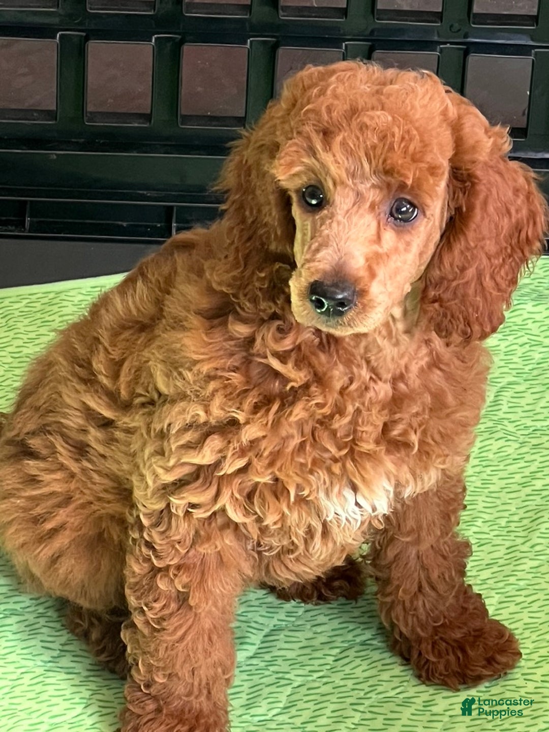 Standard Poodle dogs for sale: Irish - Ad 4