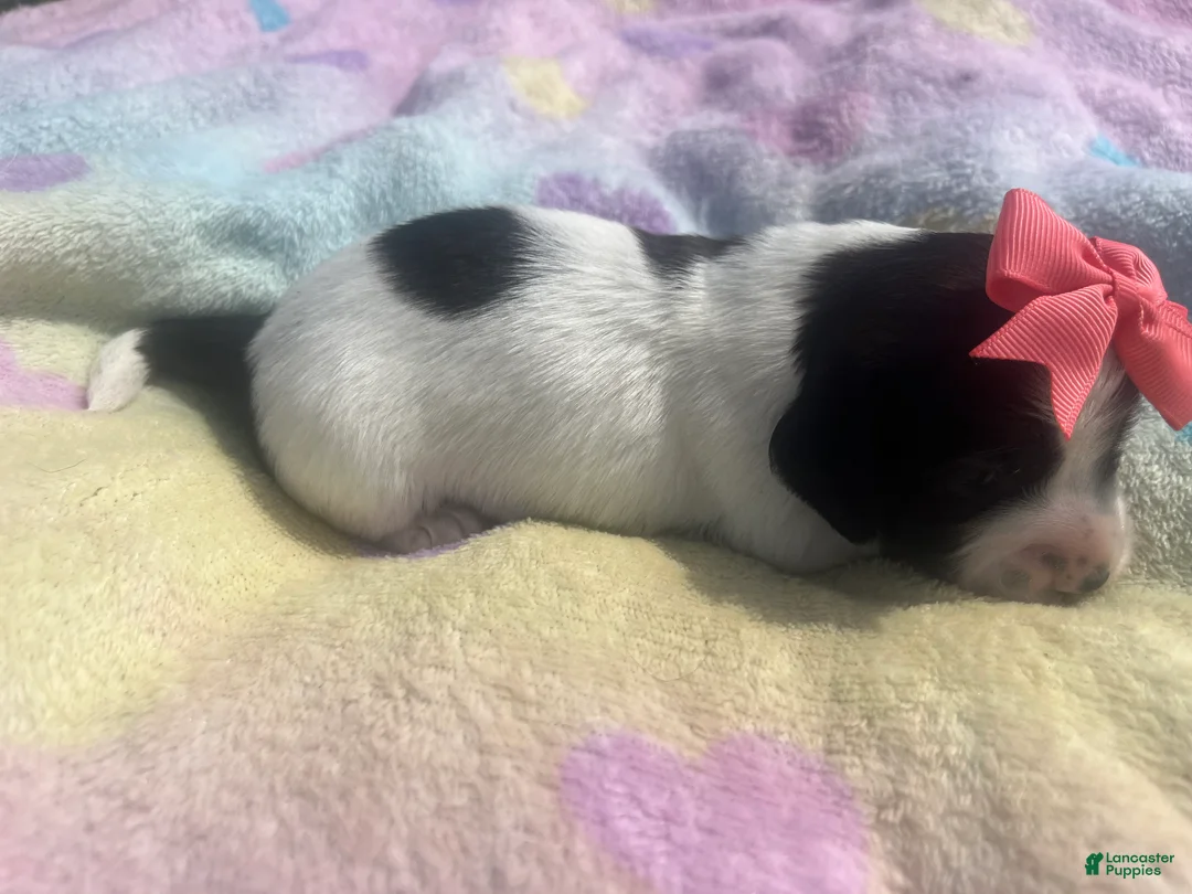 Miniature Dachshund dogs for sale: Lady - Ad 2