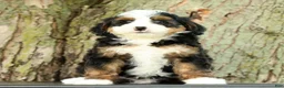 Mini Bernedoodle dogs for sale: Frisco - Ad 5