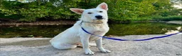 German Shepherd dogs for sale: Sylvia  - Ad 6