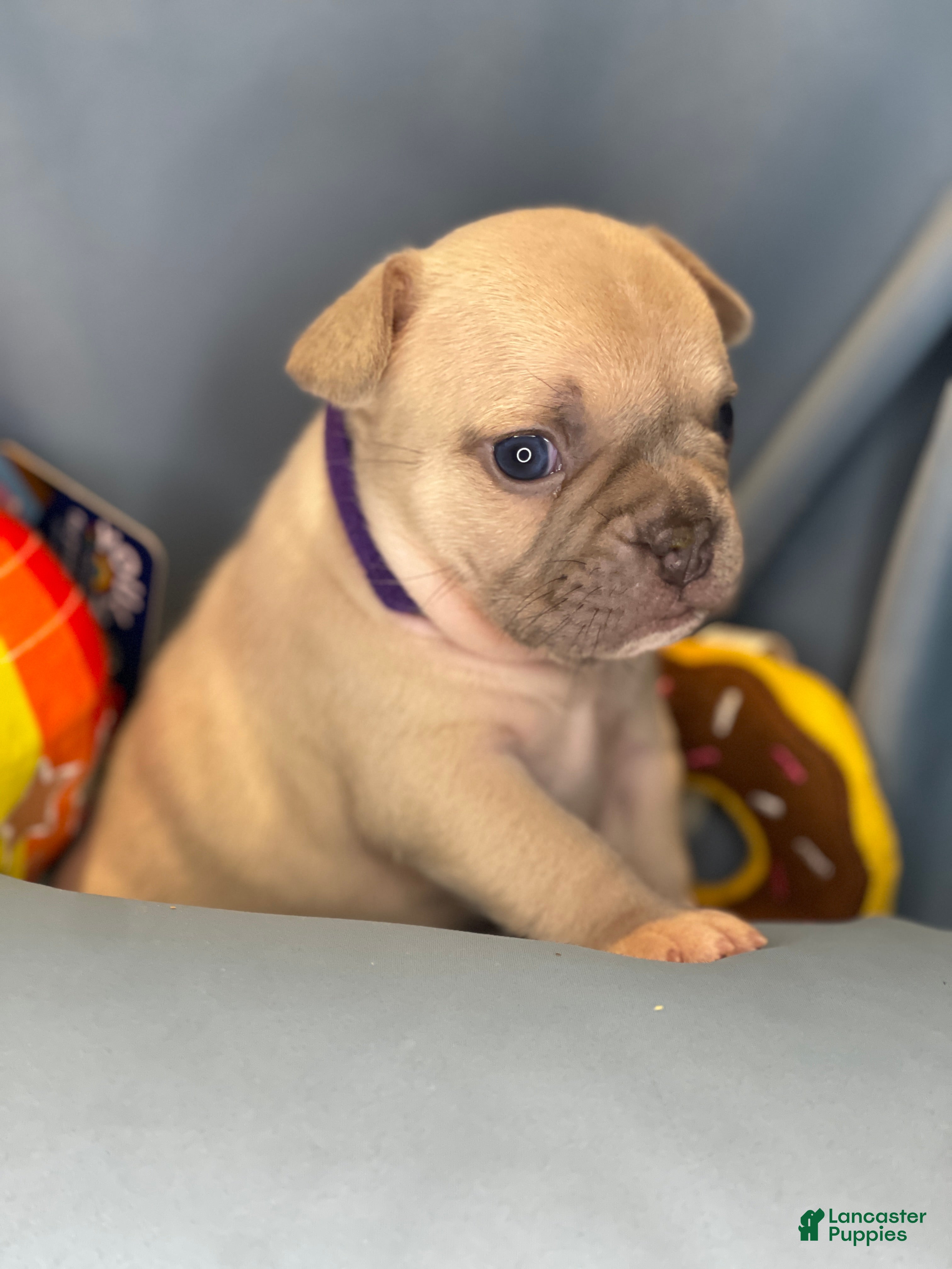 Frenchton dogs Lilac  - Ad 2