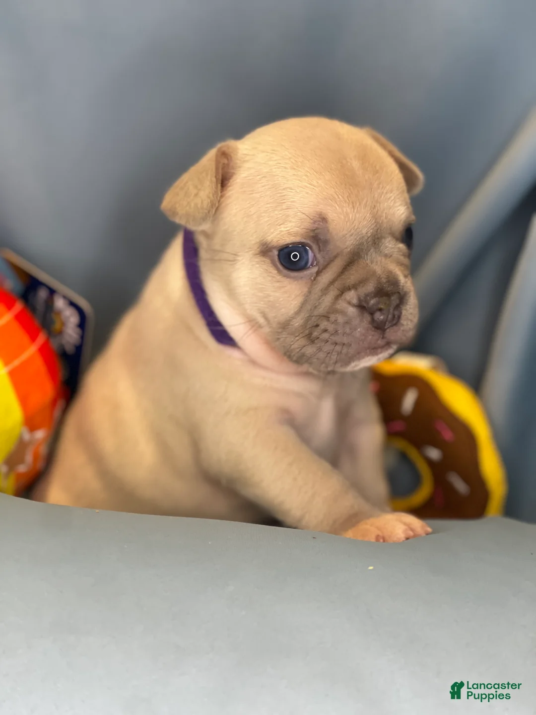 Frenchton dogs for sale: Lilac  - Ad 2
