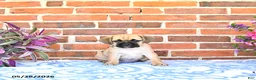 Puggle dogs for sale: Regan  - Ad 4