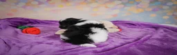 Maltipoo dogs for sale: Voilet - Ad 9