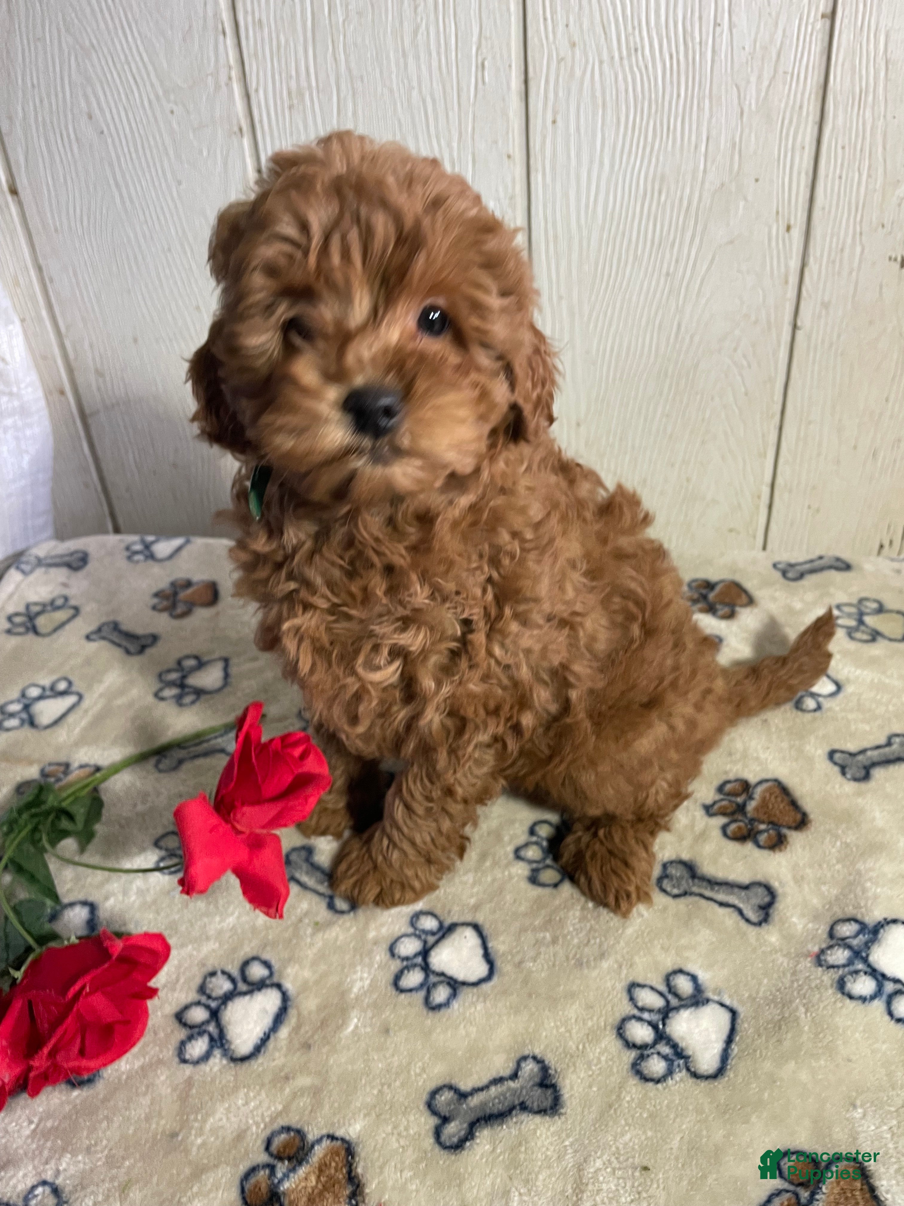 Mini Goldendoodle dogs Milton - Ad 33