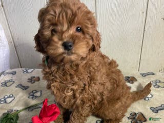 Mini Goldendoodle dogs Milton - Ad 33
