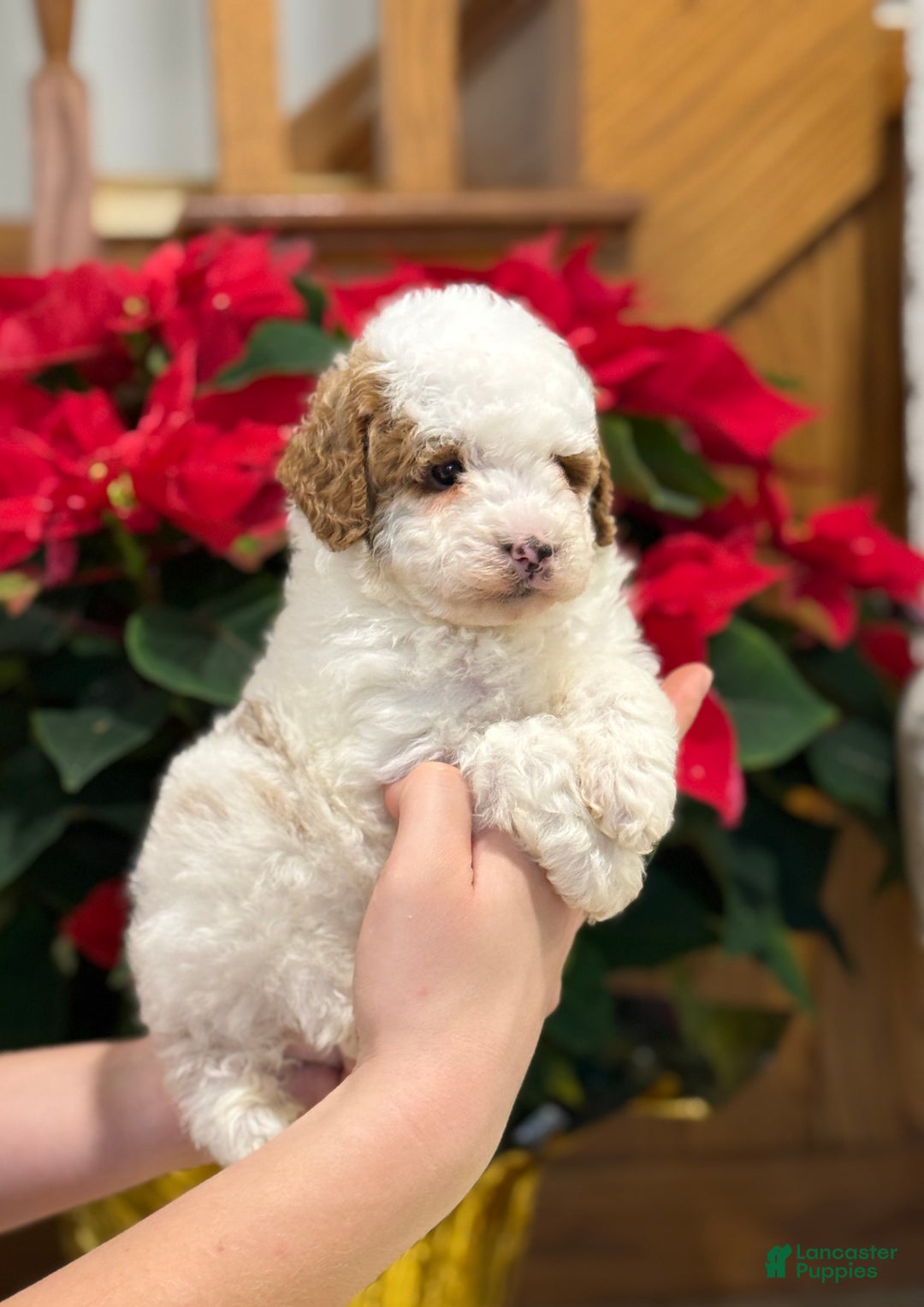 Miniature Poodle dogs for sale: Jasper  - Ad 9