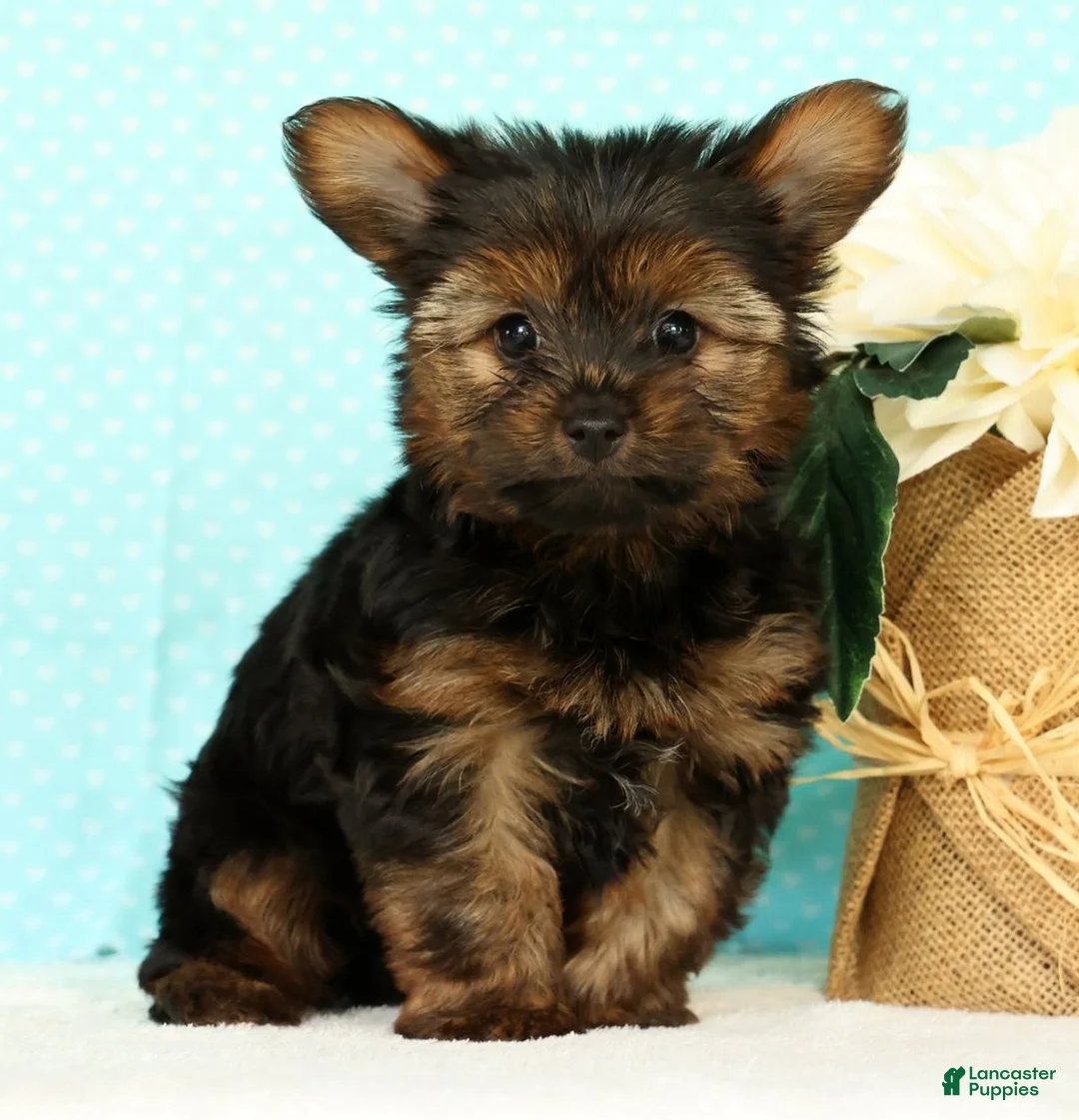 Yorkshire Terrier dogs for sale: Benji - Ad 1
