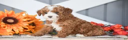 Miniature Poodle dogs for sale: Rayden - Ad 4