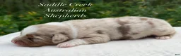 Australian Shepherd dogs for sale: Australian Shepherd 2 - Ad 7