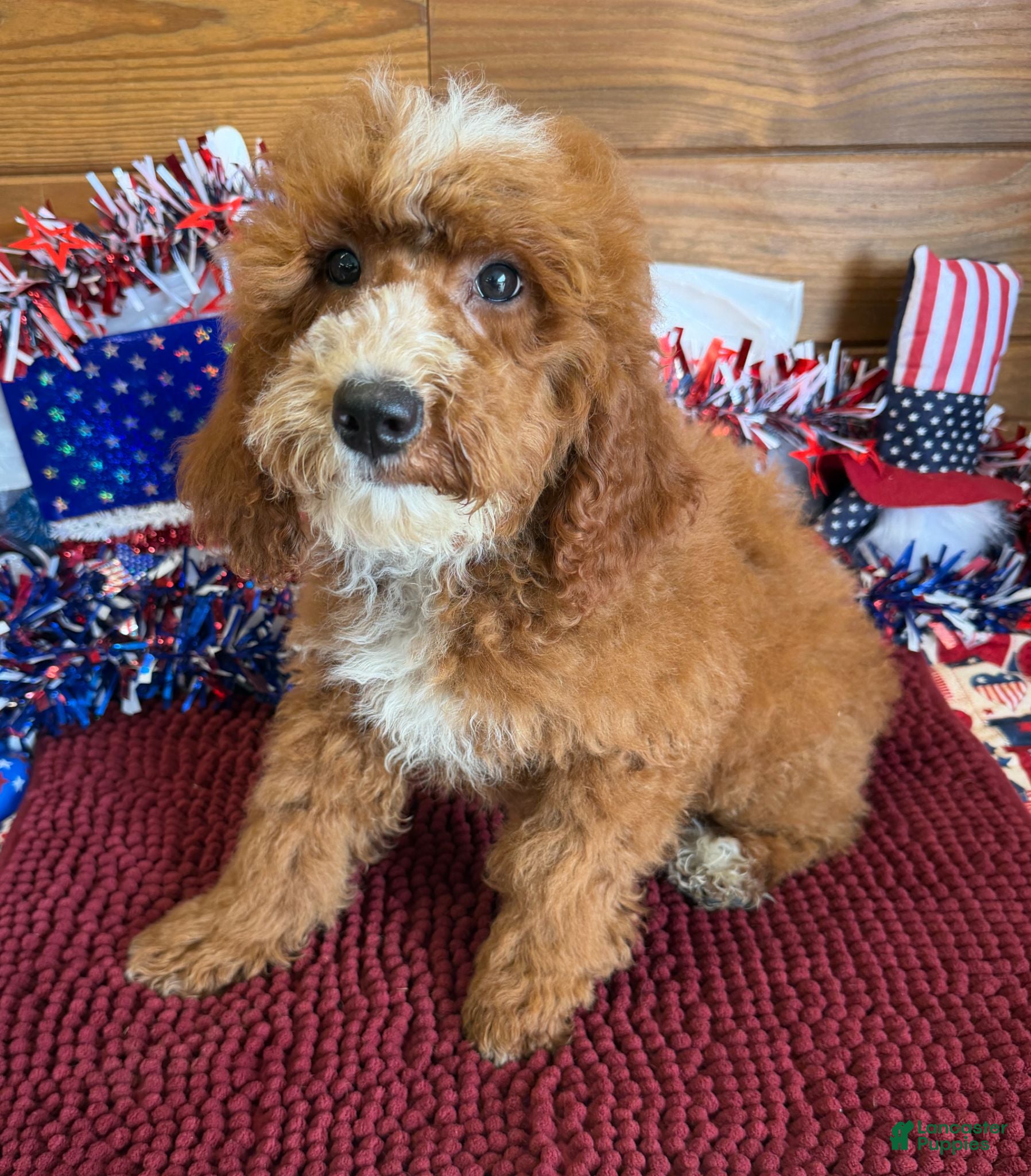 Labradoodle dogs Casanova - Ad 2
