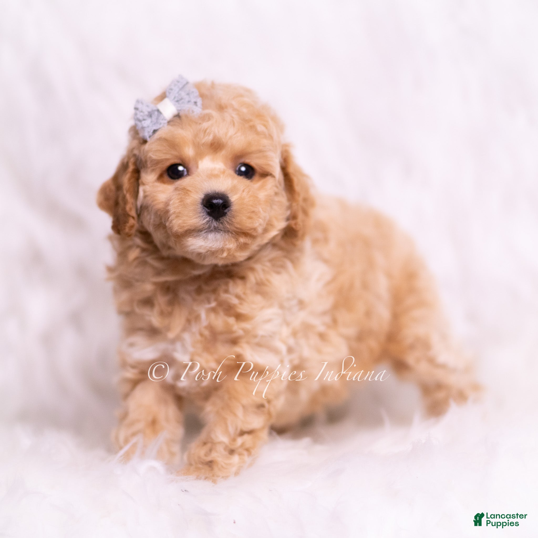 Toy Poodle dogs Reno - Ad 40