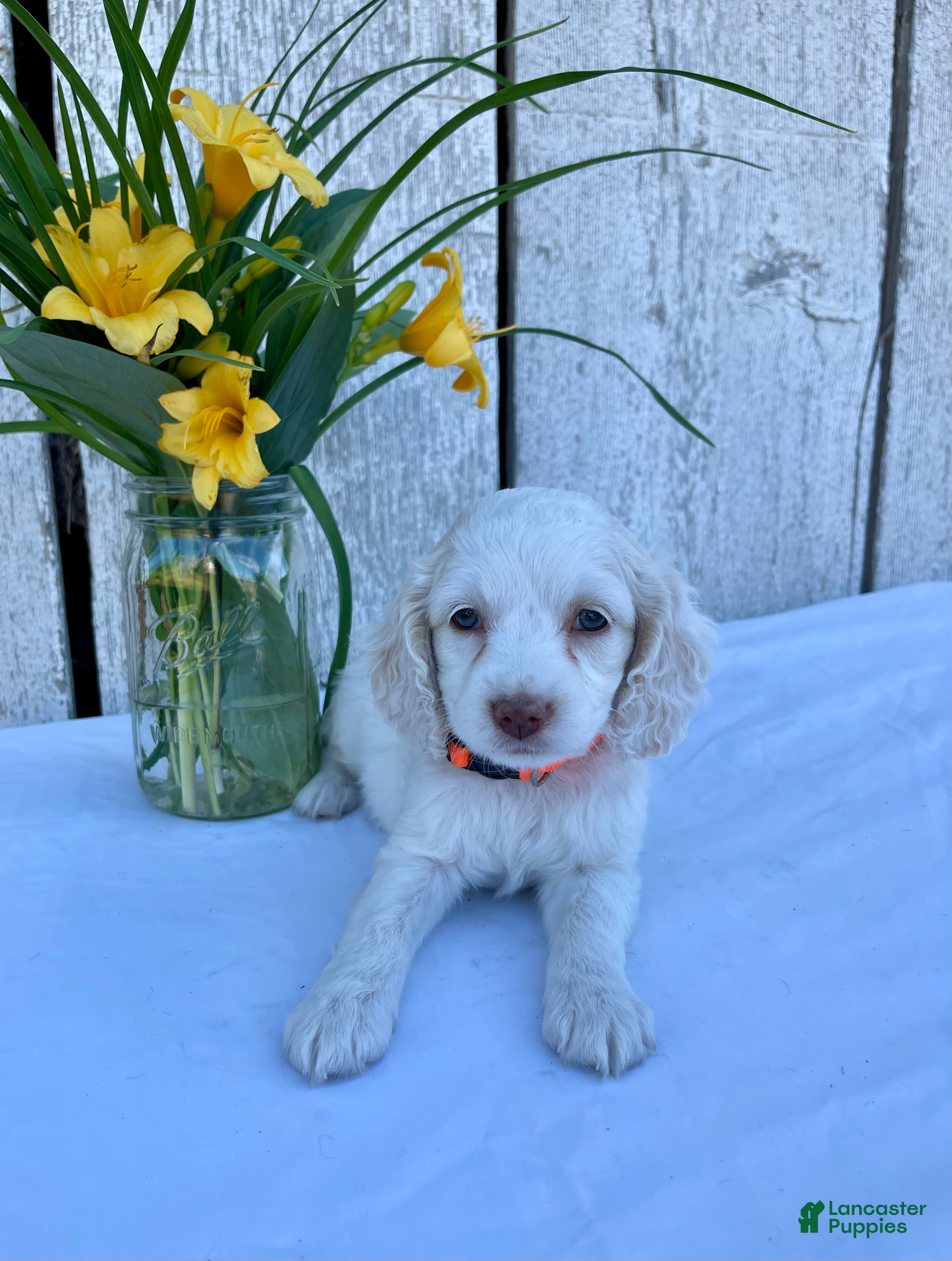 Cockapoo dogs Lola - Ad 2