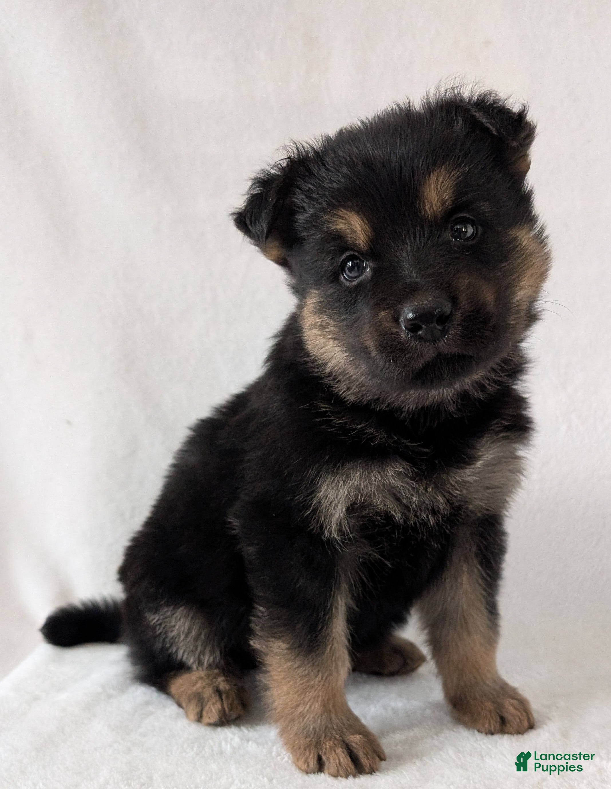 German Shepherd dogs Bella  - Ad 1