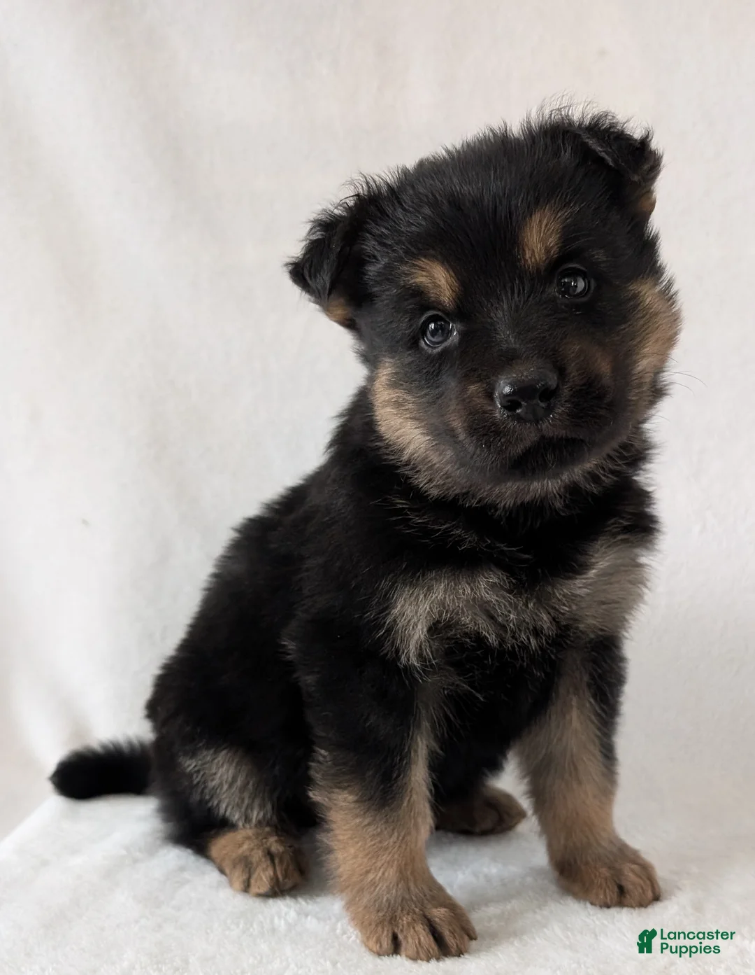 German Shepherd dogs for sale: Bella  - Ad 1