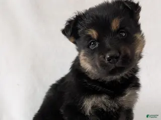 German Shepherd dogs for sale: Bella - Ad 1