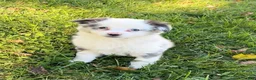 Miniature Australian Shepherd dogs for sale: Missy - Ad 3
