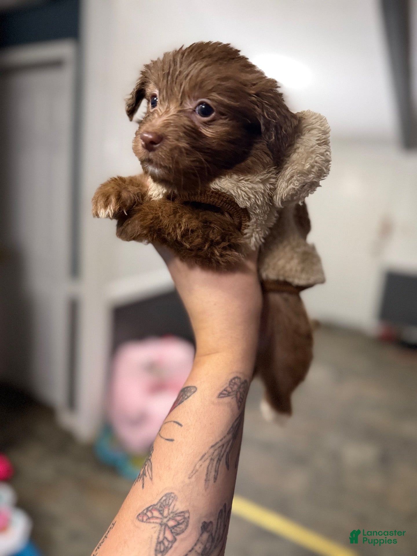 Chihuahua dogs Layla - Ad 24